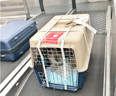 黑龙江宠物托运 宠物托运公司 机场宠物托运 宠物空运